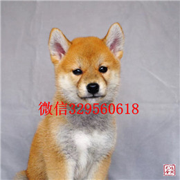  许昌哪里能买到柴犬柴犬图片柴犬掉毛吗日本