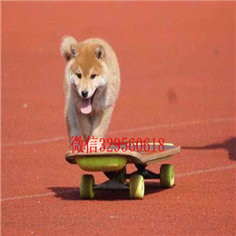  潍坊哪里有卖柴犬的豆柴多少钱一只柴犬温顺