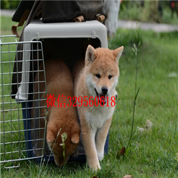  珠海哪里的柴犬好柴犬价格多少柴犬掉毛吗出售纯种柴犬