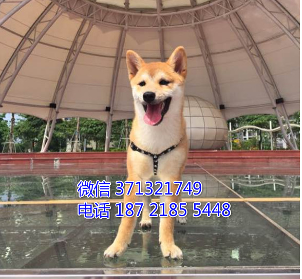 柴犬出售纯种幼犬 小型犬 济南犬舍 济南狗场