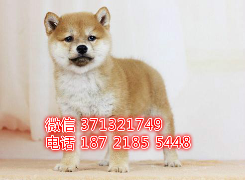 柴犬出售纯种，小型犬柴犬狗狗，苏州犬舍繁殖 可