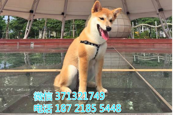 柴犬出售纯种幼犬 小型犬 济南犬舍 济南狗场