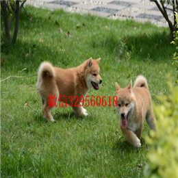  珠海哪里的柴犬好柴犬价格多少柴犬掉毛吗出售纯种柴犬