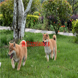  珠海哪里的柴犬好柴犬价格多少柴犬掉毛吗出