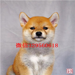  沈阳哪里能买到柴犬柴犬性格专业繁殖优质柴