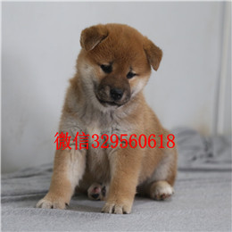  衡水哪里能买到柴犬柴犬价格多少专业繁殖优