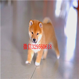  泰安哪里能买到柴犬柴犬多少钱一只柴犬好养