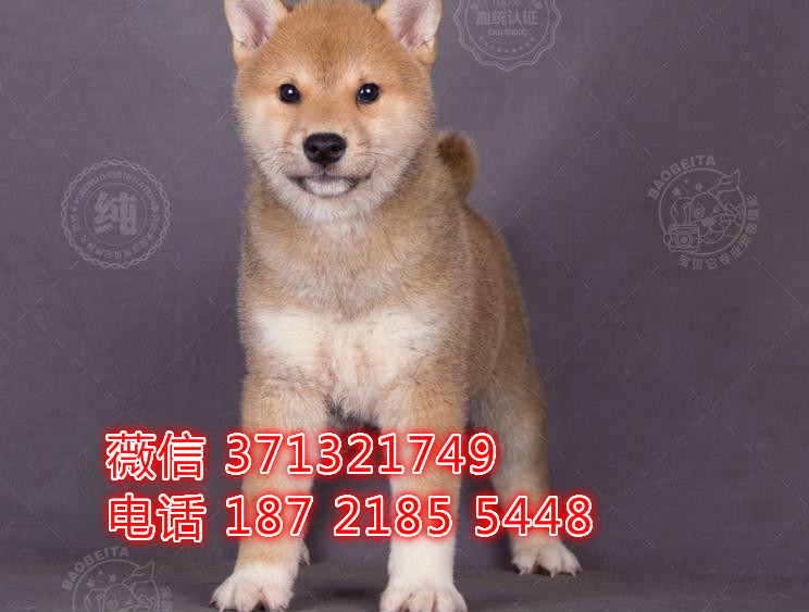 日本柴犬出售纯种，小型犬 重庆柴犬狗狗