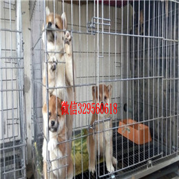  苏州哪里能买到柴犬豆柴多少钱一只专业繁殖