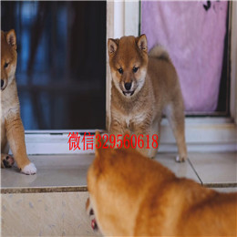  呼和浩特哪里能买到柴犬柴犬性格柴犬掉毛吗日本柴犬 小柴犬