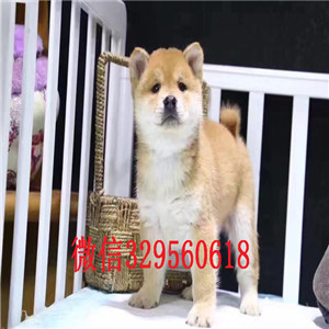  黑河哪里有纯种柴犬豆柴多少钱一只专业繁殖