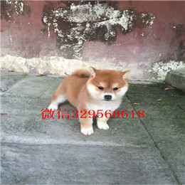  鸡西哪里有卖纯种柴犬赛级柴犬 纯种柴犬 日本柴犬纯种柴犬多少钱一只柴犬的价格