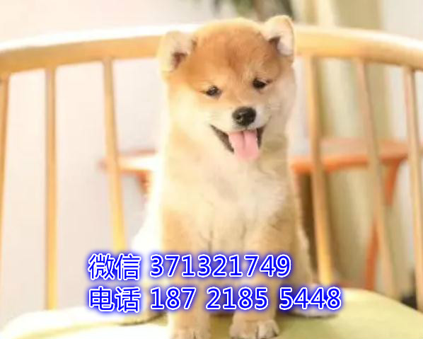 日本柴犬出售纯，小型犬柴犬狗狗，一窝可以自取