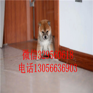  抚顺哪里有纯种柴犬柴犬性格柴犬温顺吗日本