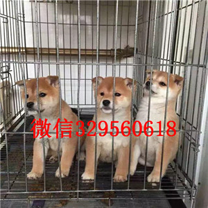  赤峰哪里有纯种柴犬柴犬价格多少柴犬温顺吗