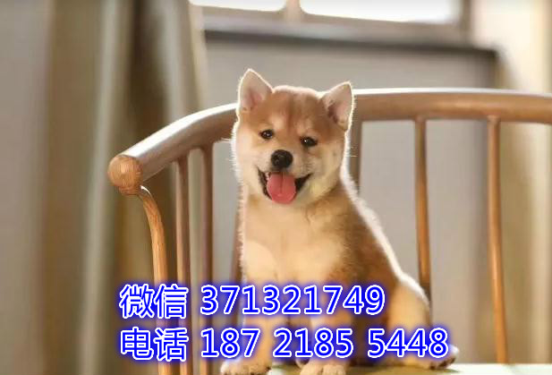 日本柴犬出售纯，小型犬柴犬狗狗，一窝可以自取