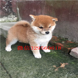  鸡西哪里有卖纯种柴犬赛级柴犬 纯种柴犬 日