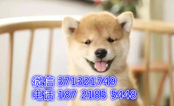 日本柴犬出售纯，小型犬柴犬狗狗，一窝可以自取