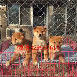  沈阳哪里有纯种柴犬柴犬多少钱一只专业繁殖