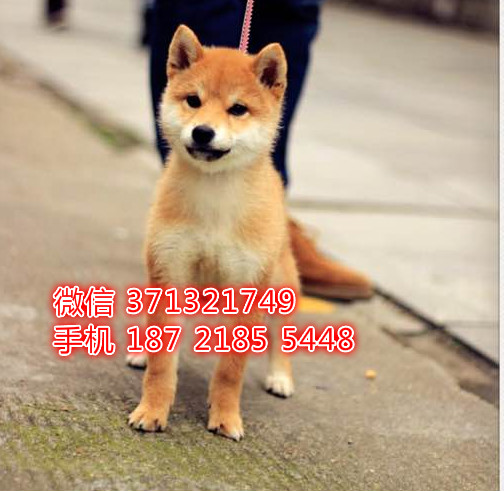 柴犬纯种幼犬 大型犬柴犬 重庆柴犬狗狗自家繁