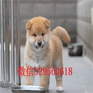  衡阳哪里有纯种柴犬豆柴多少钱一只柴犬温顺吗出售日本柴犬幼犬