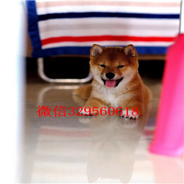  沈阳哪里出售柴犬幼犬赛级柴犬 纯种柴犬 日本柴犬纯种柴犬多少钱一只柴犬和秋田犬的区别