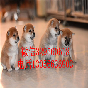  佛山柴犬哪里有卖 柴犬日系带证书价格 柴犬犬舍繁殖 柴犬狗