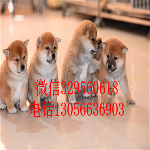  佛山柴犬哪里有卖 柴犬日系带证书价格 柴犬犬舍繁殖 柴犬狗