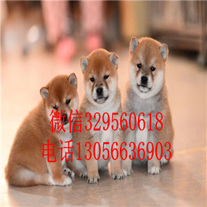  佛山柴犬哪里有卖 柴犬日系带证书价格 柴犬