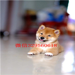  沈阳哪里出售柴犬幼犬赛级柴犬 纯种柴犬 日