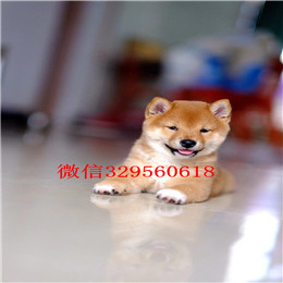  沈阳哪里出售柴犬幼犬赛级柴犬 纯种柴犬 日本柴犬纯种柴犬多少钱一只柴犬和秋田犬的区别