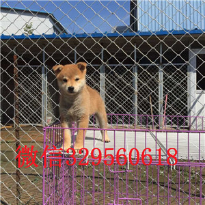  苏州哪里有柴犬出售 纯种柴犬幼犬多少钱一只