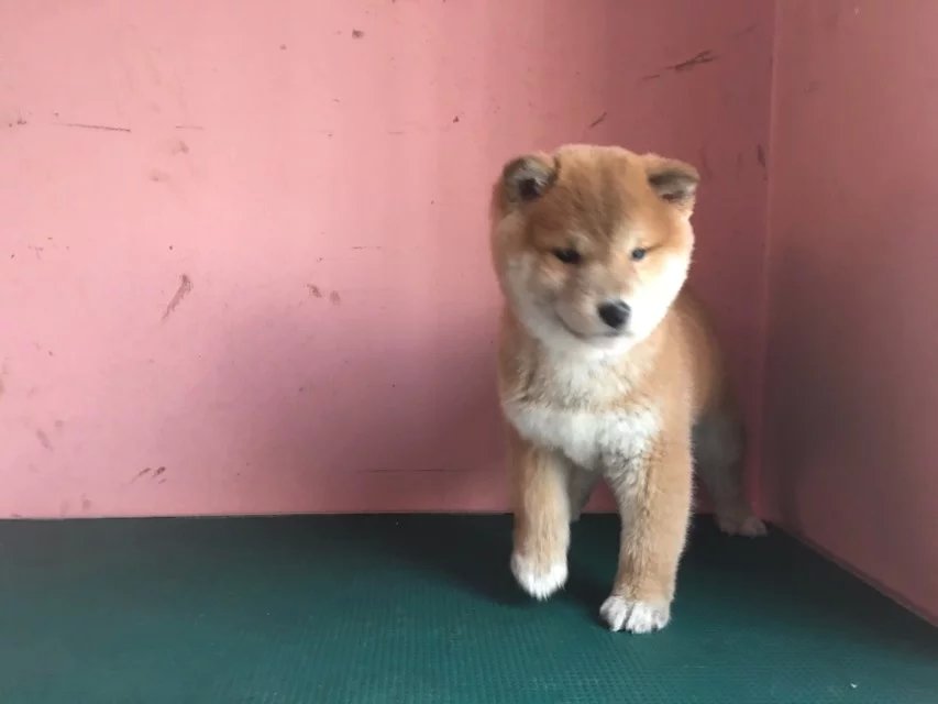 佛山黑色柴犬怎么卖的 佛山日系柴犬多少钱 佛