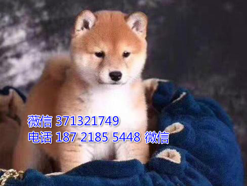 日本柴犬狗狗纯种幼犬 日系小型犬狗狗活泼聪