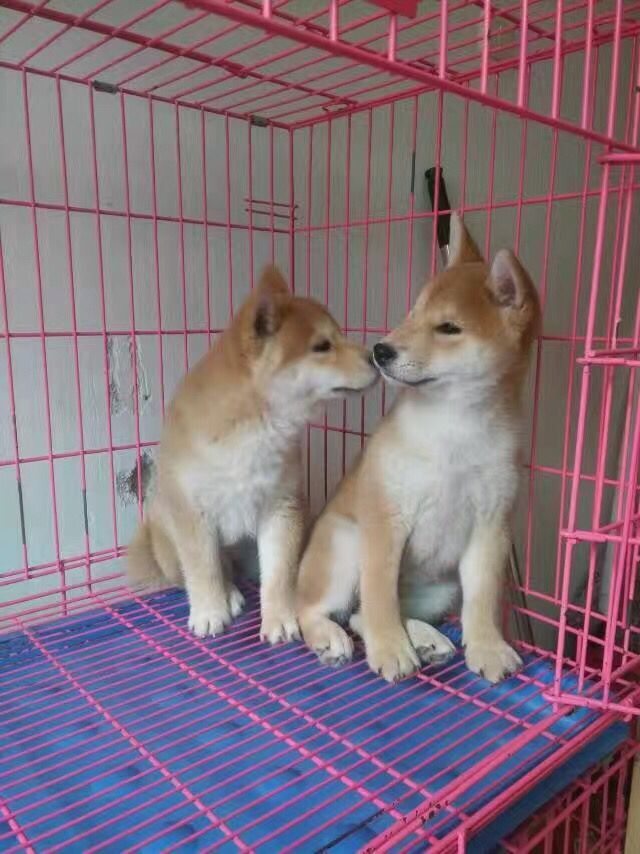 佛山柴犬多少钱 佛山哪里卖纯种柴犬 佛山日系柴犬怎么卖的