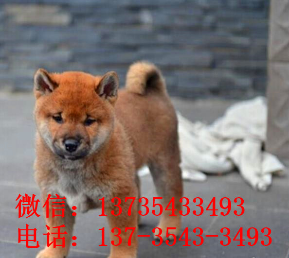 济南犬舍出售纯种柴犬 宠物狗市场在哪 哪有狗买卖
