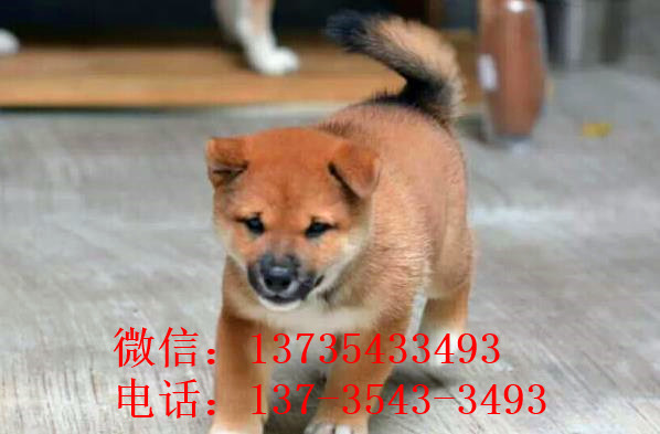 上海犬舍出售纯种柴犬 宠物狗市场在哪 哪有狗买卖