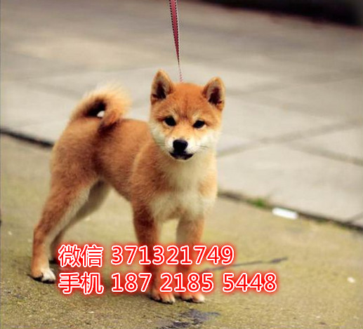 柴犬出售纯种幼犬，小型犬狗狗，苏州狗场