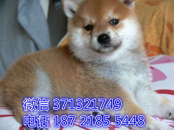 日本柴犬出售杭州狗场出售柴犬幼犬 小型犬活