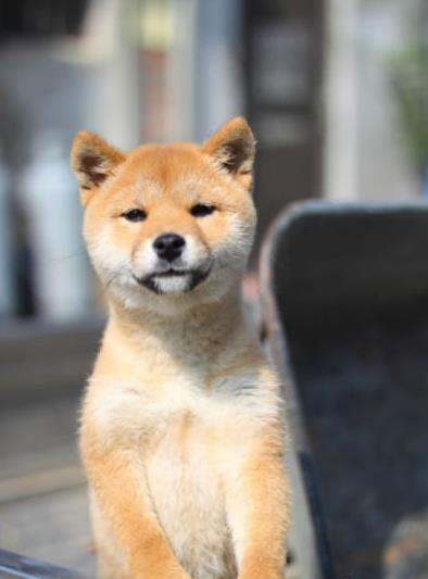 定西犬舍出售纯种柴犬 宠物狗市场在哪 柴犬领