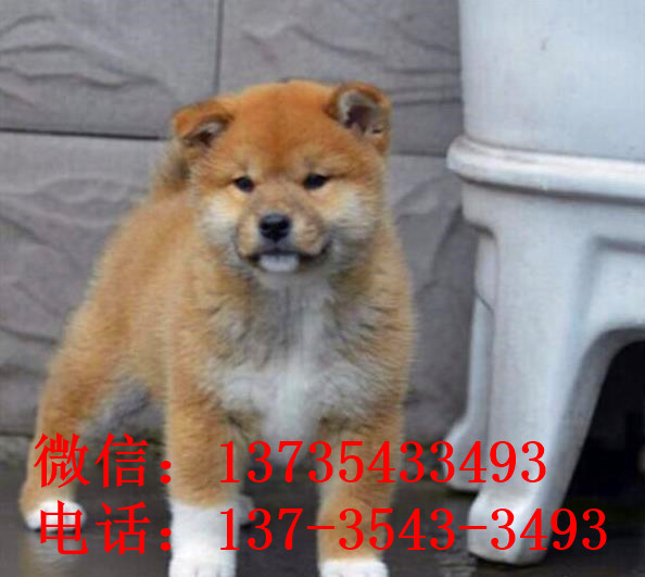 济南犬舍出售纯种柴犬 宠物狗市场在哪 哪有狗买卖