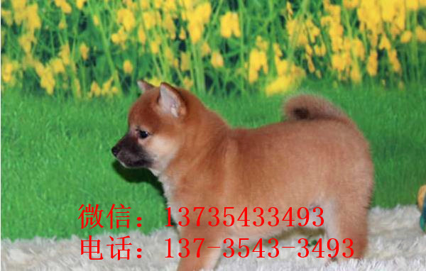 济南犬舍出售纯种柴犬 宠物狗市场在哪 哪有狗买卖