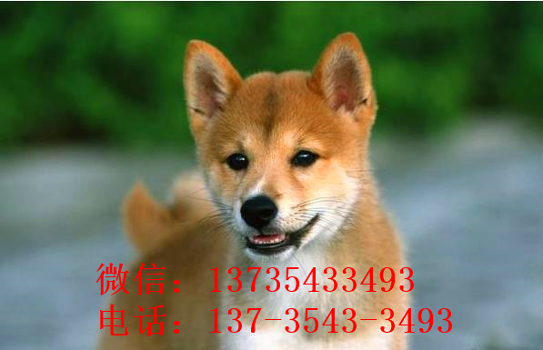 大连犬舍出售纯种柴犬幼犬领养宠物狗哪里有狗市场买狗卖狗