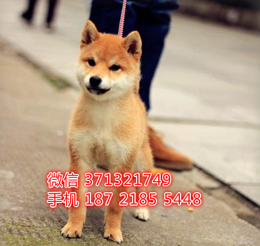 柴犬出售纯种幼犬，小型犬狗狗，苏州狗场