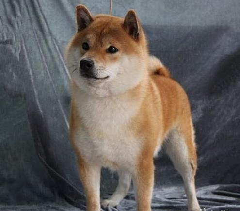 安康犬舍出售纯种柴犬 宠物狗市场在哪 柴犬领养多少一只