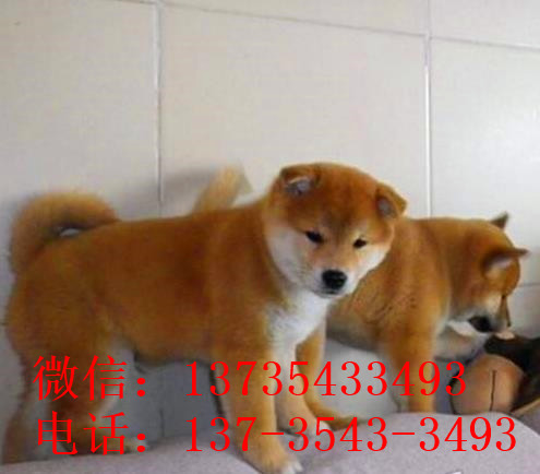 苏州宠物狗犬舍出售纯种柴犬幼犬小豆柴领养哪里有柴犬卖狗