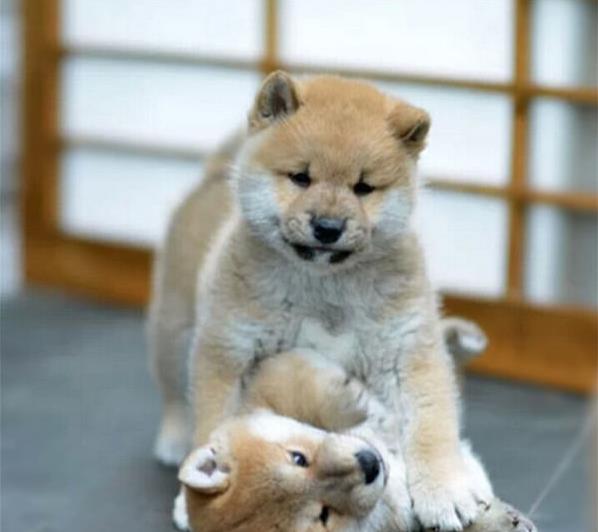 杭州犬舍出售纯种柴犬 宠物狗市场在哪 哪有狗