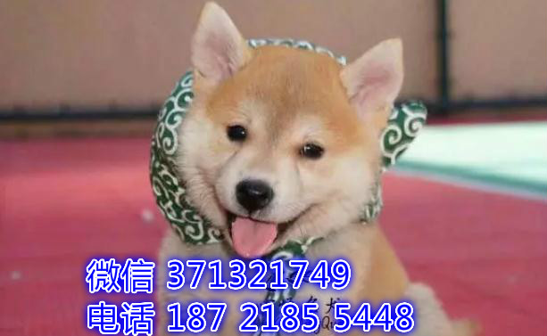 深圳狗场 柴犬犬出售纯种 深圳特价宠物狗狗专