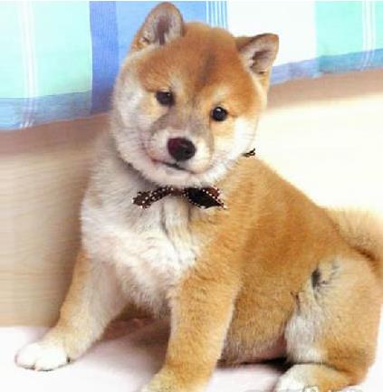 济南犬舍出售纯种柴犬 宠物狗哪里有卖 宠物卖