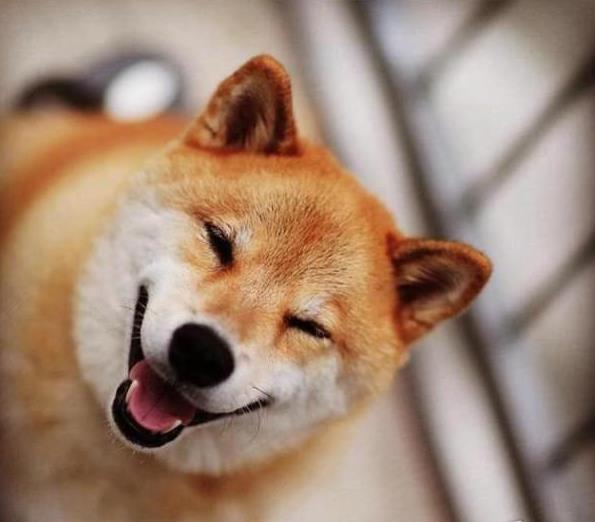 沈阳犬舍出售纯种柴犬幼犬领养宠物狗哪里有狗